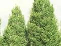 Carpinus betulus Pyramidalis Image 1