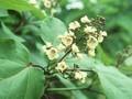 Catalpa henryi Image 1