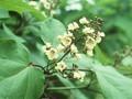 Catalpa kaempferi Image 1