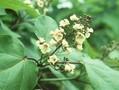 Catalpa ovata Image 1