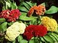Celosia argentea var. cristata Image 1