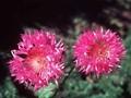 Centaurea hypoleuca John Coutts Image 1