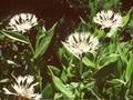 Centaurea montana Alba Image 1