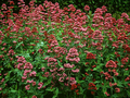 Centranthus ruber Image 1