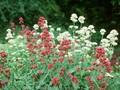 Centranthus ruber Albus Image 1