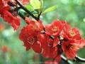 Chaenomeles speciosa Image 1