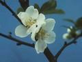 Chaenomeles speciosa Nivalis Image 1