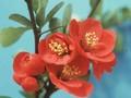 Chaenomeles superba Fire Dance Image 1