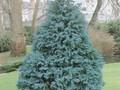 Chamaecyparis lawsoniana Pembury Blue Image 1