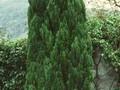 Chamaecyparis lawsoniana Green Pillar Image 1