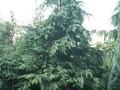 Chamaecyparis lawsoniana Silver Queen Image 1