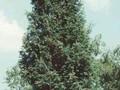 Chamaecyparis lawsoniana White Spot Image 1