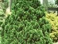 Chamaecyparis obtusa Rigid Dwarf Image 1