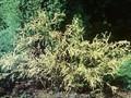 Chamaecyparis pisifera Strathmore Image 1