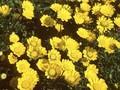 Chrysanthemum multicaule Image 1
