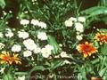 Chrysanthemum parthenium Image 1