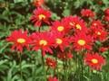 Chrysanthemum roseum Image 1