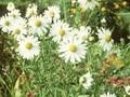 Chrysanthemum serotinum Image 1