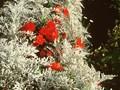 Cineraria bicolor Image 1