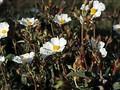 Cistus laurifolius Image 1