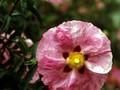 Cistus x purpureus Image 1