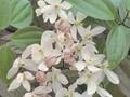 Clematis armandii Apple Blossom Image 1