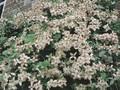 Clematis Montana-Grp Marjorie Image 1