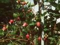 Clematis coccinea Image 1