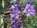 Clematis Diversifolia-Grp Durandii Image 1