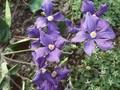 Clematis durandii Image 1