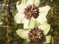 Clematis florida Sieboldii Image 1