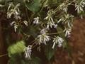 Clematis grata Image 1