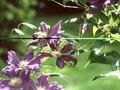 Clematis Jackmanii-Grp Lady Betty Balfour Image 1