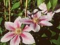 Clematis Patens-Grp Bees Jubilee Image 1