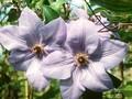 Clematis Patens-Grp Blue Gem Image 1