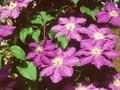 Clematis Patens-Grp Lasurstern Image 1