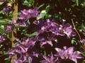 Clematis Patens-Grp The President Image 1