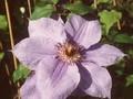 Clematis Patens-Grp William Kennett Image 1