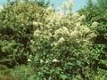 Clematis recta Image 1
