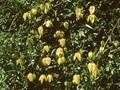 Clematis Tangutica-Grp Aureolin Image 1