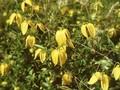 Clematis Tangutica-Grp Bill MacKenzie Image 1