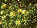 Clematis Tangutica-Grp Corry Image 1