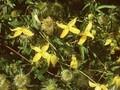 Clematis Tangutica-Grp Helios Image 1