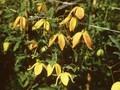 Clematis Tangutica-Grp Orange Peel Image 1