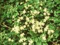 Clematis vitalba Image 1