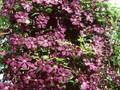 Clematis Viticella-Grp Etoile Violette Image 1