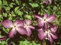 Clematis Viticella-Grp Venosa Violacea Image 1