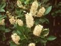 Clethra alnifolia Paniculata Image 1