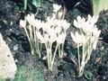 Colchicum autumnale Album Image 1