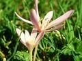 Colchicum autumnale Minor Image 1